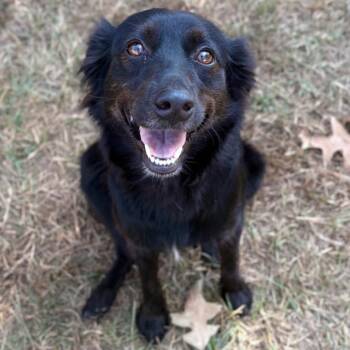 Lucy -  Mixed Breed Dog for Adoption in Houston, Texas - Lucy | PetCurious