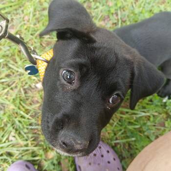 Coco -  Labrador Retriever and Border Collie Dog for Adoption in Farmersville, Ohio - Coco | PetCurious