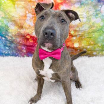 Mixed Breed Dogs Available for Adoption in Binghamton, New York - Delia | PetCurious