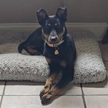 Peppy aka Kiko -  Cattle Dog and Mixed Breed Dog for Adoption in Waggaman, Louisiana - Peppy Aka Kiko | PetCurious