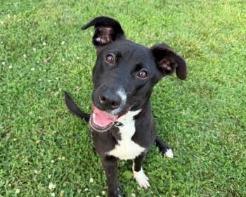 TRUDY -  Labrador Retriever and Mixed Breed Dog for Adoption in Charlotte, North Carolina - TRUDY | PetCurious