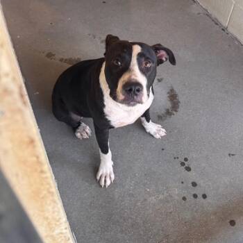 Fanta -  Pit Bull Terrier Dog for Adoption in Starkville, Mississippi - Fanta | PetCurious