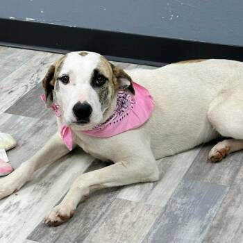 Ciera -  Mixed Breed Dog for Adoption in Lufkin, Texas - Ciera | PetCurious