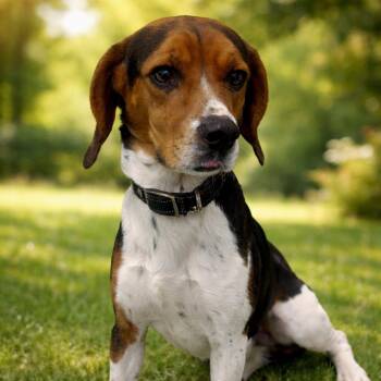 Beagle Dogs Available for Adoption - Kaiser  | PetCurious