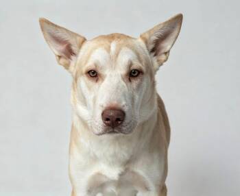 Muncher -  Shar Pei and Husky Dog for Adoption in Estes Park, Colorado - Muncher | PetCurious