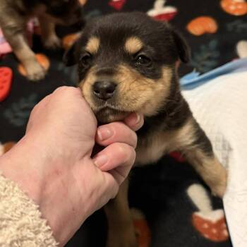 Mixed Breed Dogs Available for Adoption - Clover C-34462 | PetCurious