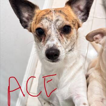 Ace -  Chihuahua and Mixed Breed Dog for Adoption in Jupiter, Florida - Ace | PetCurious