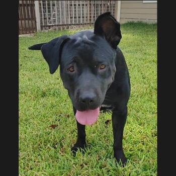 Rescue Bull Terrier and Cane Corso Dogs for Adoption in Seguin, Texas - Petunia | PetCurious