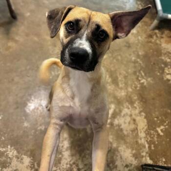 Henry -  Pug and Shepherd Dog for Adoption in Brownsboro, Alabama - Henry | PetCurious