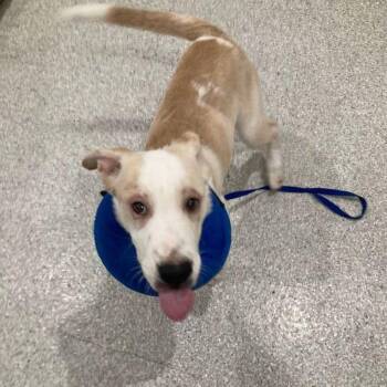 Ella ray -  Labrador Retriever Dog for Adoption in Lake Havasu City, Arizona - Ella Ray | PetCurious