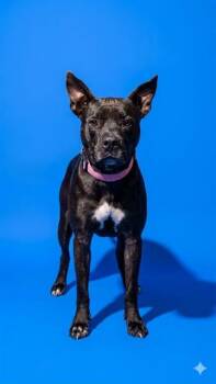 NOLA -  Mixed Breed Dog for Adoption in Jacksonville, Florida - NOLA | PetCurious