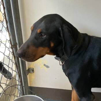 IVHS-Stray-142781 -  Doberman Pinscher Dog for Adoption in San Gabriel, California - IVHS-Stray-142781 | PetCurious