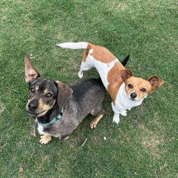 Chiweenie Dogs Available for Adoption in San Antonio, Texas - Buddy And Chiquita | PetCurious