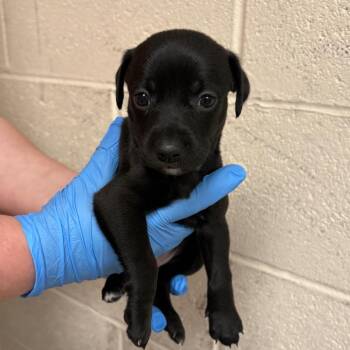 Mixed Breed Dogs Available for Adoption in East Hanover, New Jersey - Wendy | PetCurious