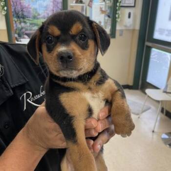 Chihuahua Dogs Available for Adoption in Houston, Texas - Jamison | PetCurious