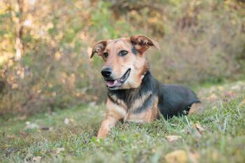 Rescue Labrador Retriever and Mixed Breed Dogs for Adoption in Gradyville, Kentucky - Aelin | PetCurious