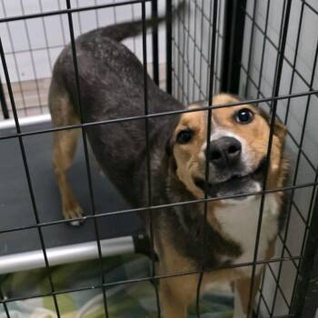 Shepherd Dogs Available for Adoption in St. Louis, Missouri - Cereal | PetCurious