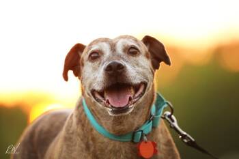 Rescue Catahoula Leopard Dog Dogs for Adoption in Emory, Texas - Debbie | PetCurious