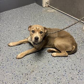 TUSC-Stray-84857 -  Pit Bull Terrier and Mixed Breed Dog for Adoption in Tuscaloosa, Alabama - TUSC-Stray-84857 | PetCurious