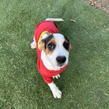 Scarlet -  Basset Hound Dog for Adoption in Laredo, Texas - Scarlet | PetCurious