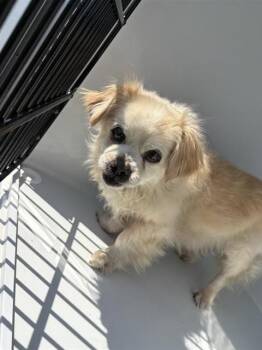A662238 -  Chihuahua and Mixed Breed Dog for Adoption in Houston, Texas - A662238 | PetCurious