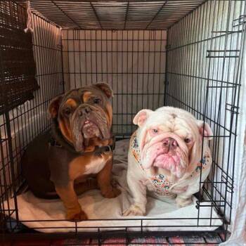 Romeo -  English Bulldog Dog for Adoption in Austin, Texas - Romeo | PetCurious