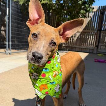 Chucky -  Catahoula Leopard Dog and Mixed Breed Dog for Adoption in Tulsa, Oklahoma - Chucky | PetCurious