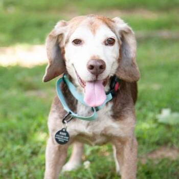 Bagel -  Beagle Dog for Adoption in Franklin, Tennessee - Bagel | PetCurious