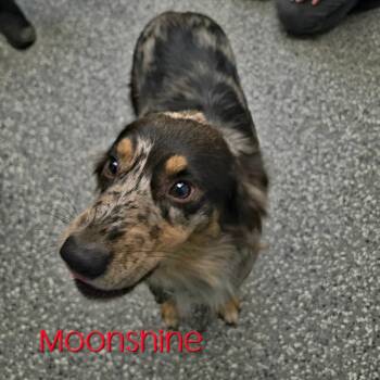 Moonshine -  Australian Shepherd and Mixed Breed Dog for Adoption in Parkersburg, West Virginia - Moonshine | PetCurious
