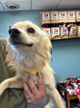 Henry -  Terrier and Mixed Breed Dog for Adoption in Rock Springs, Wyoming - Henry | PetCurious