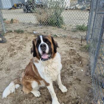 MACK -  Saint Bernard Dog for Adoption in Sparks, Nevada - MACK | PetCurious