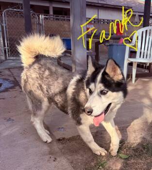 Frank -  Husky Dog for Adoption in Oriskany, New York - Frank | PetCurious