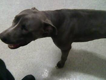 MR. MINA -  Pit Bull Terrier Dog for Adoption in Loveland, Colorado - MR. MINA | PetCurious