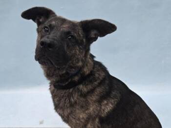 Vanderbork -  Dutch Shepherd and Mixed Breed Dog for Adoption in Minneapolis, Minnesota - Vanderbork | PetCurious