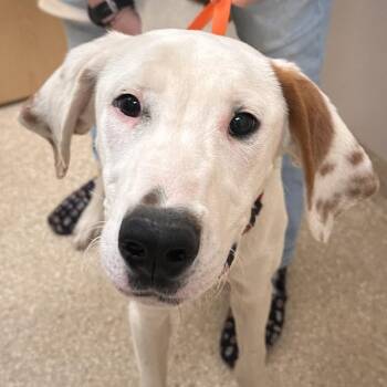 Douglas -  Pit Bull Terrier and Basset Hound Dog for Adoption in Reno, Nevada - Douglas | PetCurious