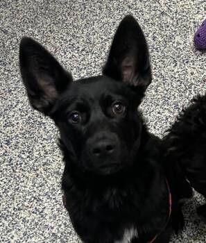 Dale -  Australian Cattle Dog Blue Heeler Dog for Adoption in Golden, Colorado - Dale | PetCurious