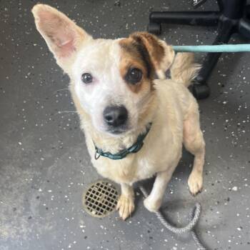 Mixed Breed Dogs Available for Adoption in Columbiana, Alabama - Camel | PetCurious