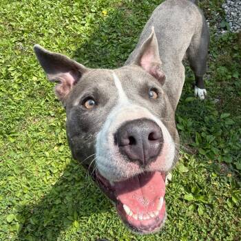 Linkedin -  Mixed Breed Dog for Adoption in Bangall, New York - Linkedin | PetCurious