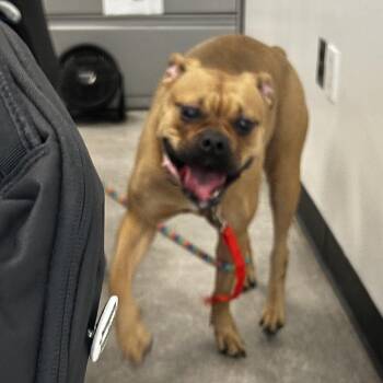 Genevieve -  Mixed Breed Dog for Adoption in Philadelphia, Pennsylvania - Genevieve | PetCurious