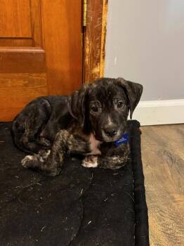 Shaq -  Pit Bull Terrier Dog for Adoption in Tulsa, Oklahoma - Shaq | PetCurious