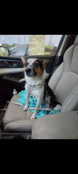Laney -  Corgi Dog for Adoption in Sanford, Florida - Laney | PetCurious