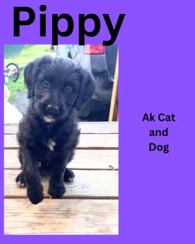 Pippy -  Standard Poodle and Golden Retriever Dog for Adoption in Wasilla, Alaska - Pippy | PetCurious