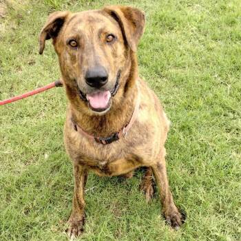 Rescue Mastiff Dogs for Adoption in Corsicana, Texas - Hoss D47024 | PetCurious