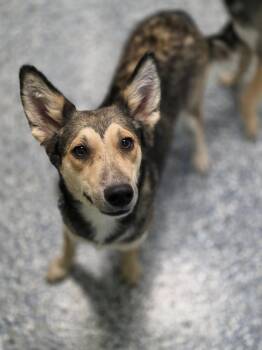 Sylvie -  Collie and Mixed Breed Dog for Adoption in Carthage, Missouri - Sylvie | PetCurious