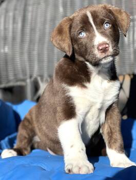 Mixed Breed Dogs Available for Adoption - Stetson | PetCurious