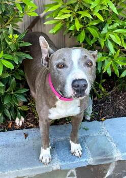 Pit Bull Terrier and Staffordshire Bull Terrier Dogs Available for Adoption in Newport Beach, California - MaryJane | PetCurious