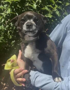 Mac -  Chihuahua Dog for Adoption in Payson, Arizona - Mac | PetCurious