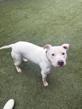 Truffles -  Mixed Breed Dog for Adoption in Lafayette, Indiana - Truffles | PetCurious