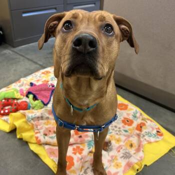 Mixed Breed Dogs Available for Adoption - Dora | PetCurious