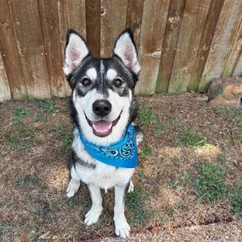 Percy -  Husky Dog for Adoption in Lavon, Texas - Percy | PetCurious
